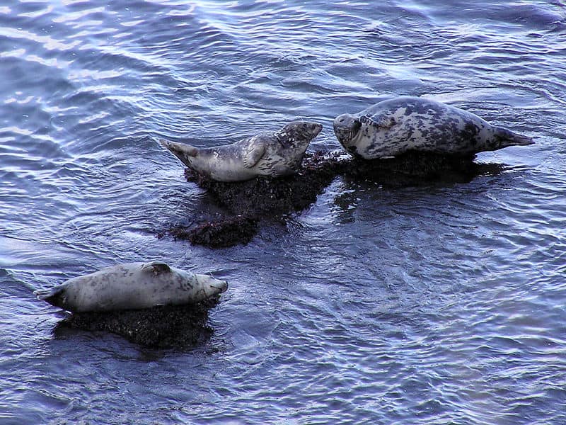 Tre guarnizioni che si trovano sulle rocce nell'acqua