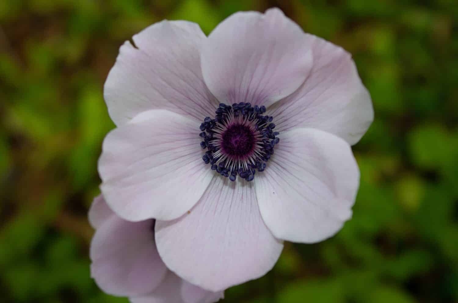 Vista ravvicinata del singolo fiore bianco anemone coronaria in campo.  Conosciuto anche come calendula spagnola.