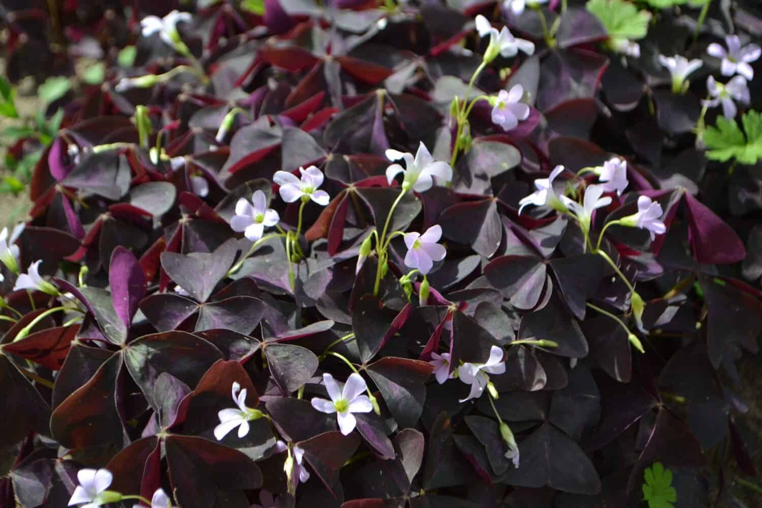Foglie viola di falso trifoglio (Oxalis triangularis)
