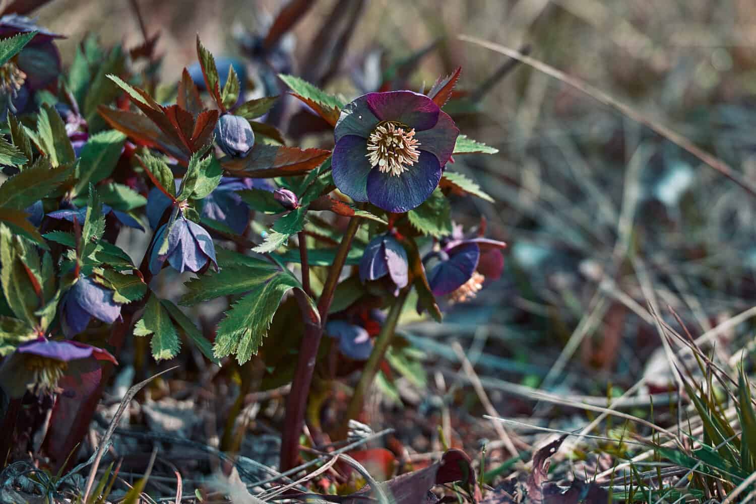 Fiore di Helleborus hybridus
