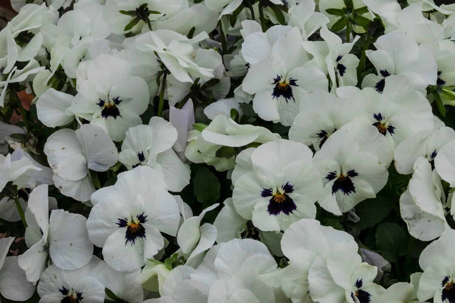 Pansy bianco fiori in un letto di fiori in una giornata di sole.  Robusto e fiorito.  Viola del pensiero da giardino con petali bianchi.  Viola del pensiero ibrida.