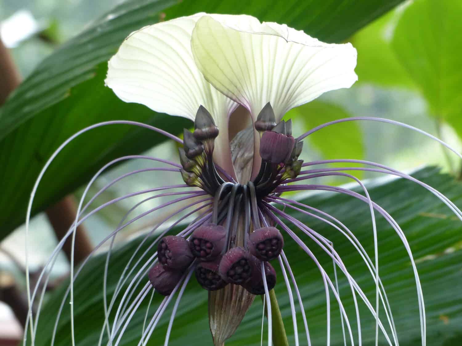 Fiore di pipistrello bianco (Tacca integrifolia) Famiglia delle Dioscoreaceae.