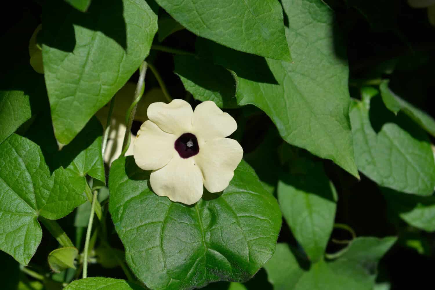 Vite di Susan dagli occhi neri - Nome latino - Thunbergia alata