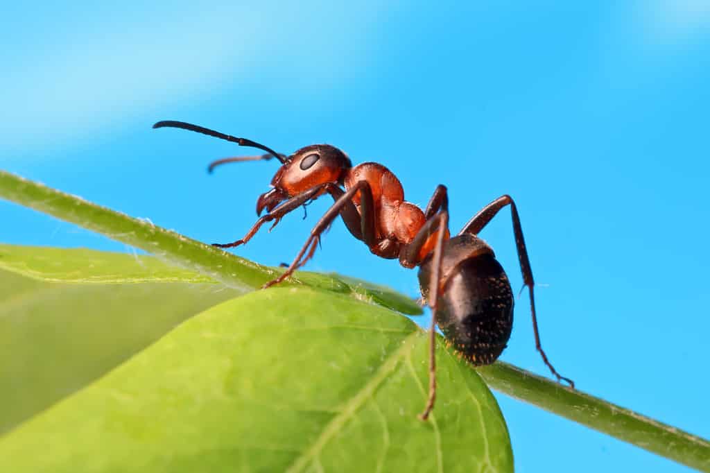 Formica che riposa sull'erba.
