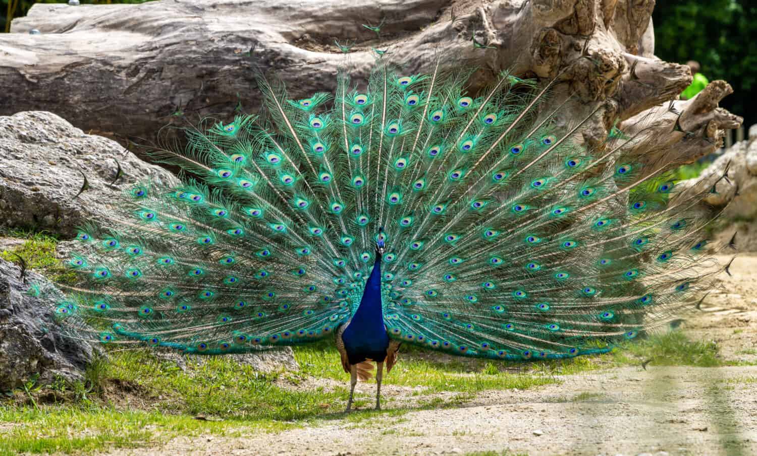 Il pavone indiano o pavone blu, Pavo cristatus è un uccello grande e dai colori vivaci, è una specie di pavone originaria dell'Asia meridionale, ma introdotta in molte altre parti del mondo.