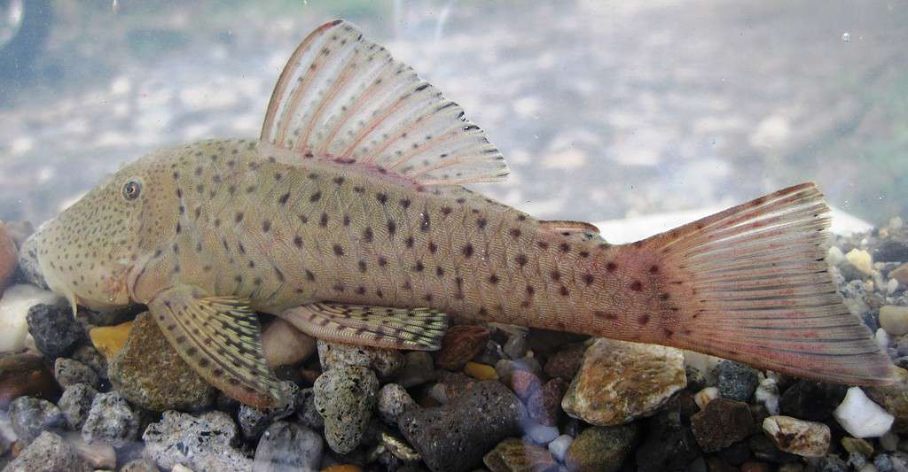 Labbro di gomma Pleco o Chaetostoma milesi