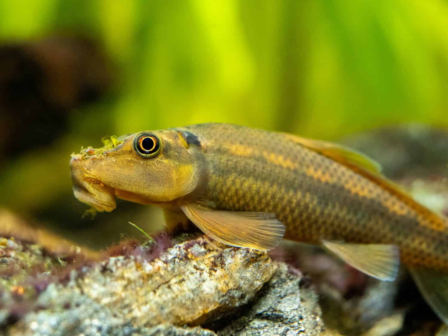 Macro primo piano di un cinese mangiatore di alghe (Gyrinocheilus aymonieri) nel serbatoio di pesce con sfondo sfocato