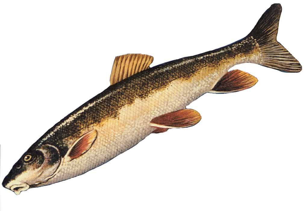 Ventosa dal naso lungo o Catostomus catostomus