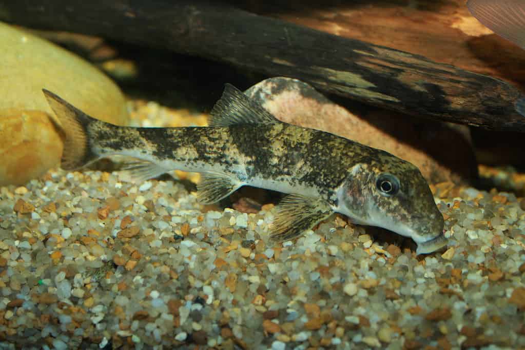 Hypentelium nigricans, ventosa di maiale settentrionale