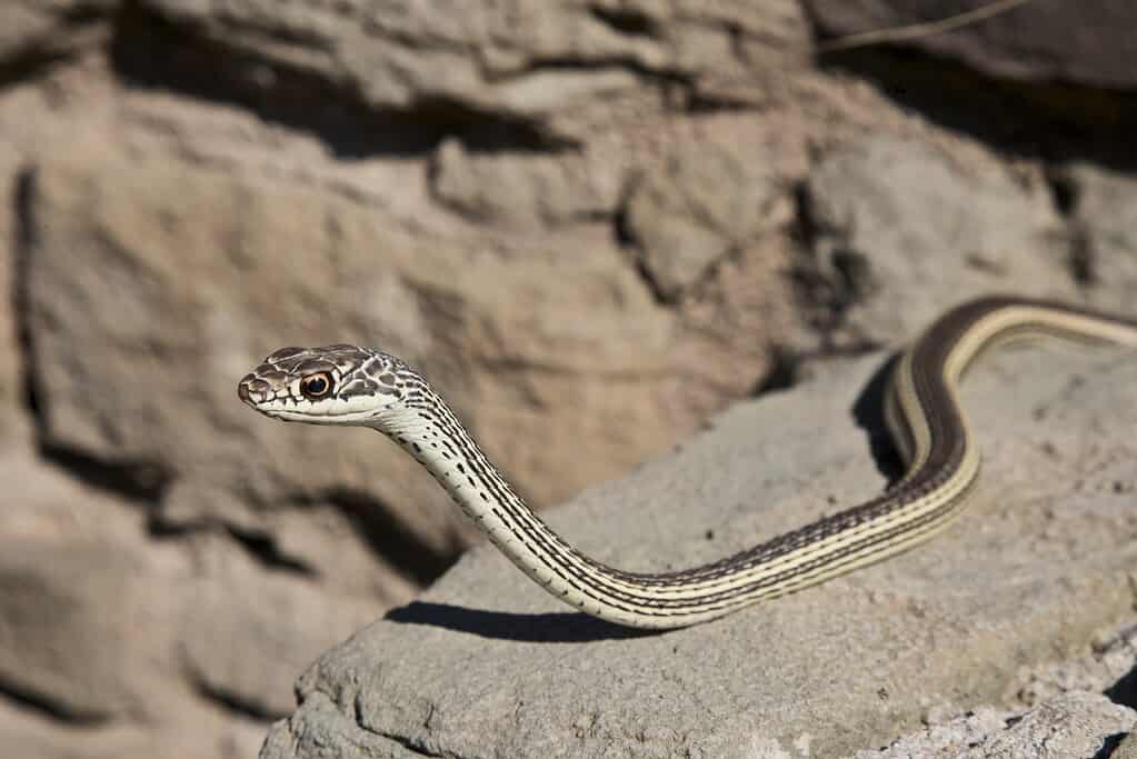 Whipsnake a strisce