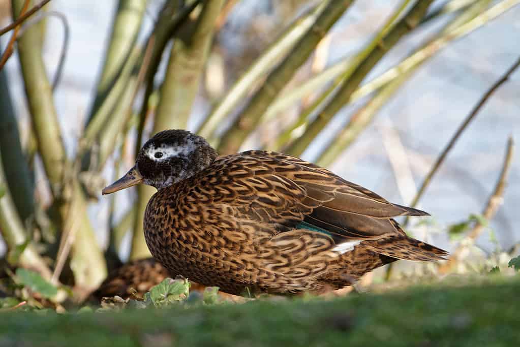 Laysan Teal - Anas laysanensis Da Laysan Atoll, Isole Hawaii