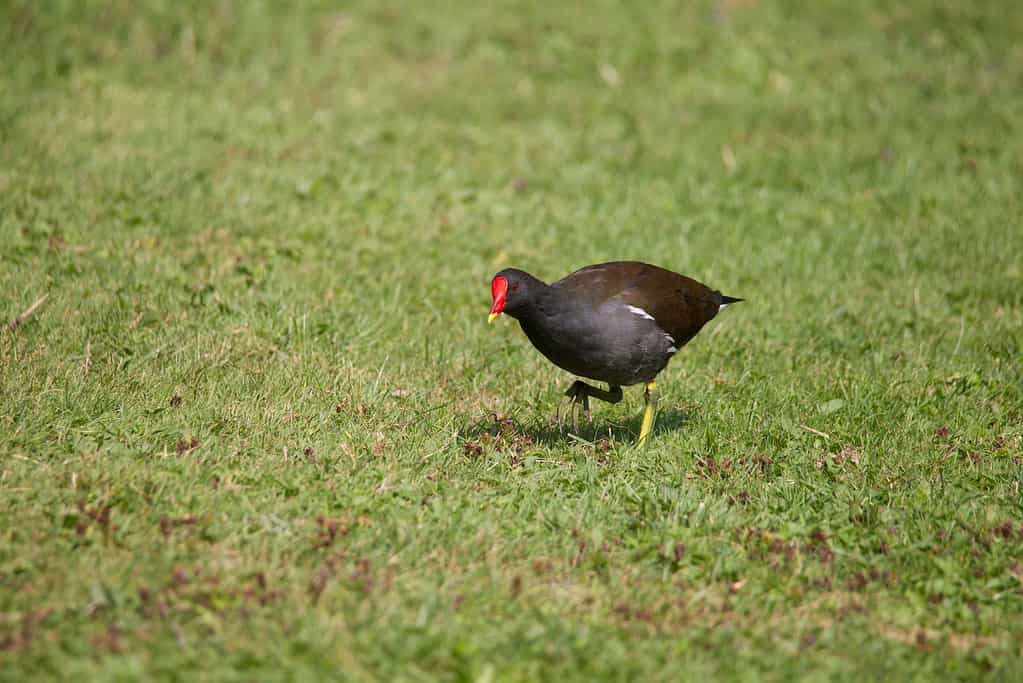 Una gallinella d'acqua in cerca di cibo nell'erba