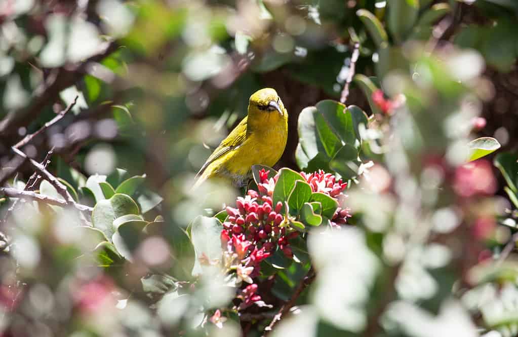 Raro uccello rampicante delle Hawaii chiamato Amakihi