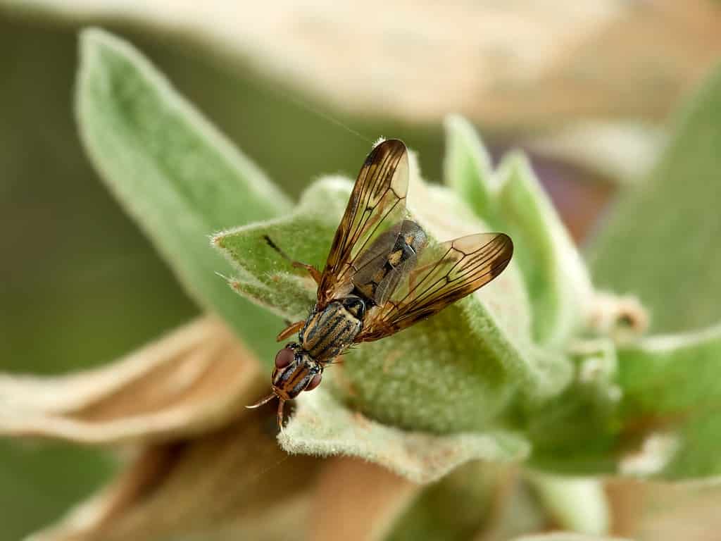 Vola Fenice.  Mosche alate.  Famiglia Ulidiidi.  Dorycera graminum