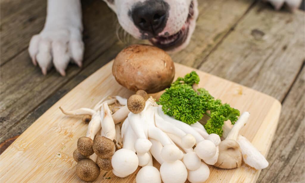 Cane che cerca di mangiare funghi