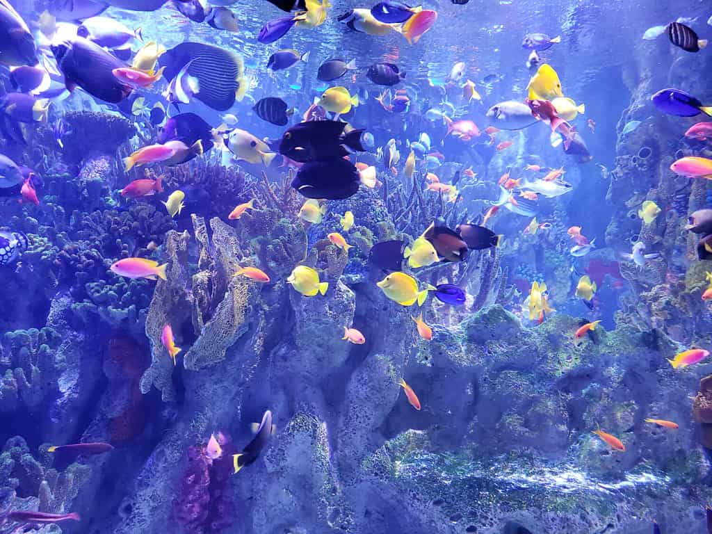 pesci colorati all'acquario