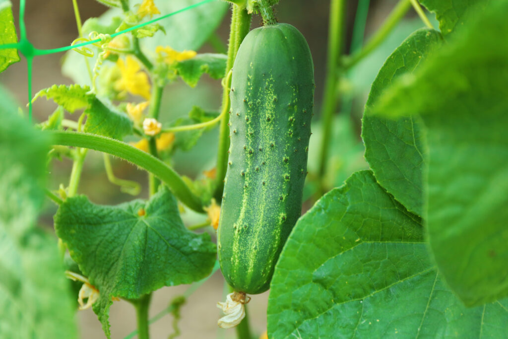 Un cetriolo verde che cresce su una pianta al sole, con foglie e stelo visibili.