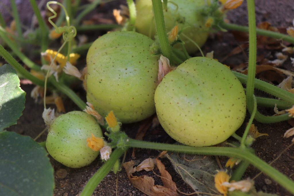 Cetrioli al limone - Tipi di cetrioli