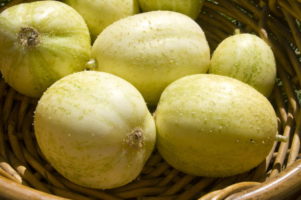 Crystal Apple Cetriolo - Tipi di cetrioli
