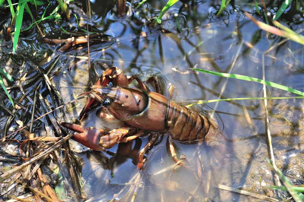 Gamberi d'acqua dolce, conosciuti anche come gamberi arrugginiti