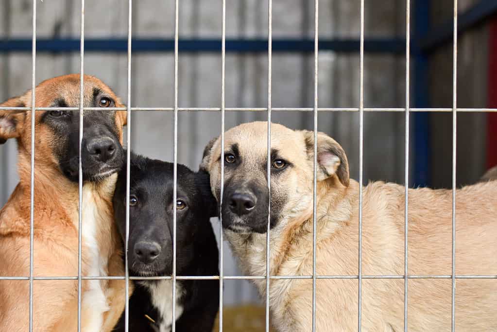 I gatti e i cani del rifugio sono l'animale domestico ufficiale dello stato dell'Illinois
