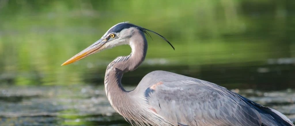 L'airone cenerino pesca nelle acque basse del lago.