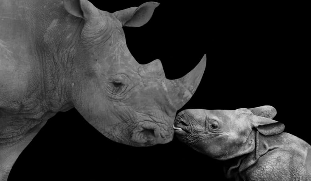 Madre e bambino Rhino insieme sullo sfondo nero