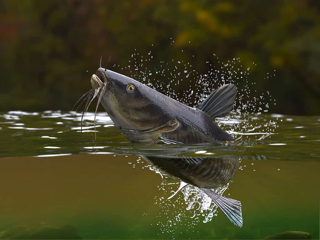 Pesce gatto che salta fuori dall'acqua