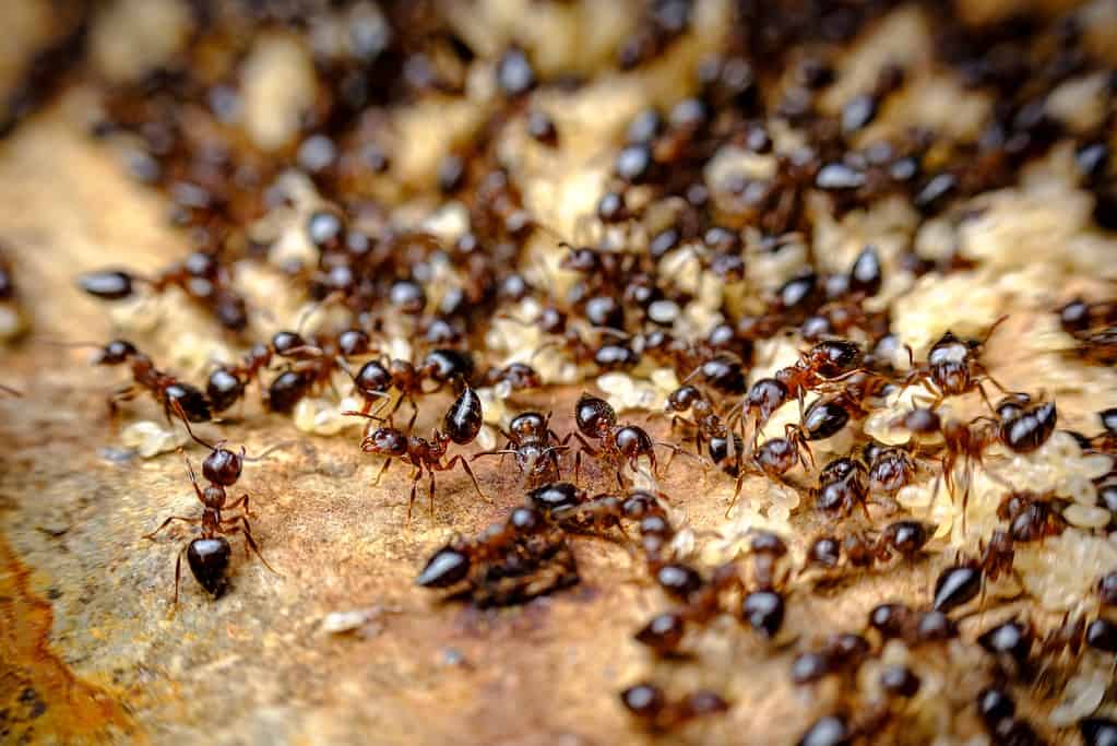 Formica da marciapiede