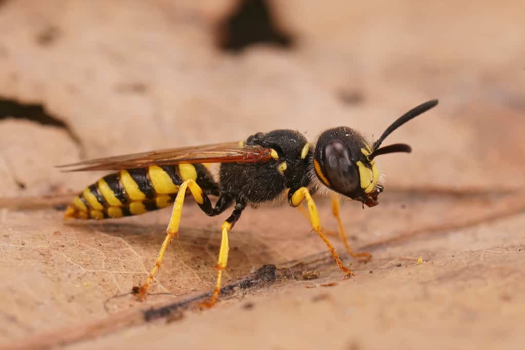 Vespa Beewolf, triangolo Philantus