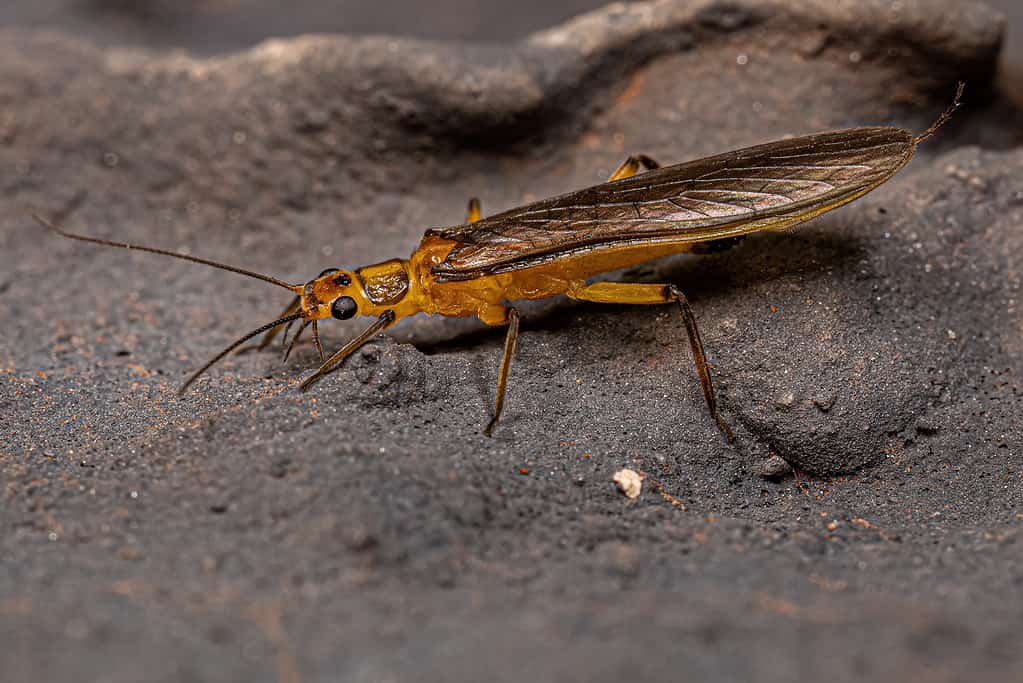 Lo stonefly ha branchie specializzate per un migliore assorbimento di ossigeno