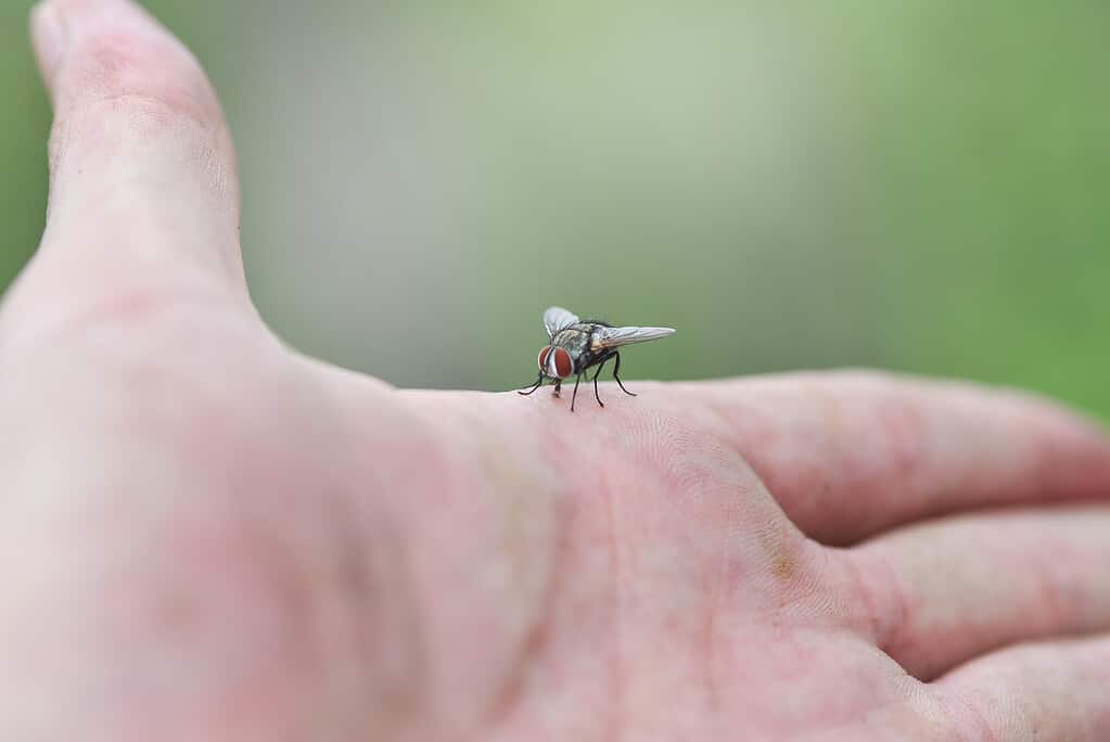 Sia la mosca che il cuore umano gestiscono la circolazione