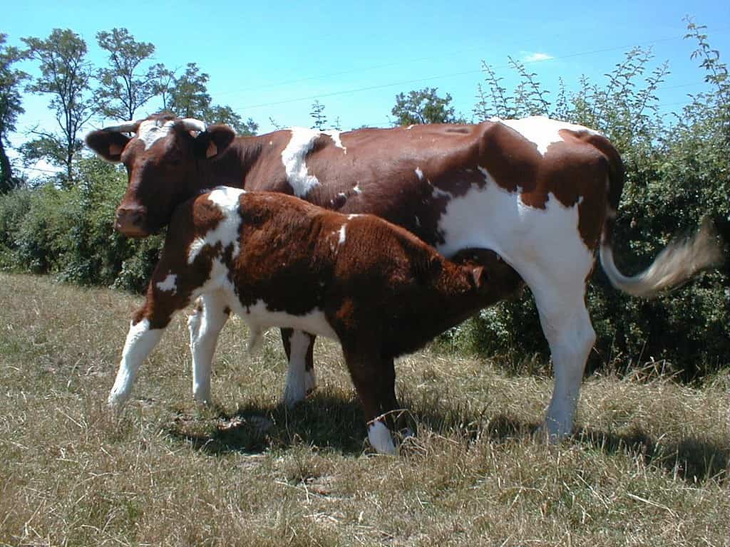 Maine Angiò