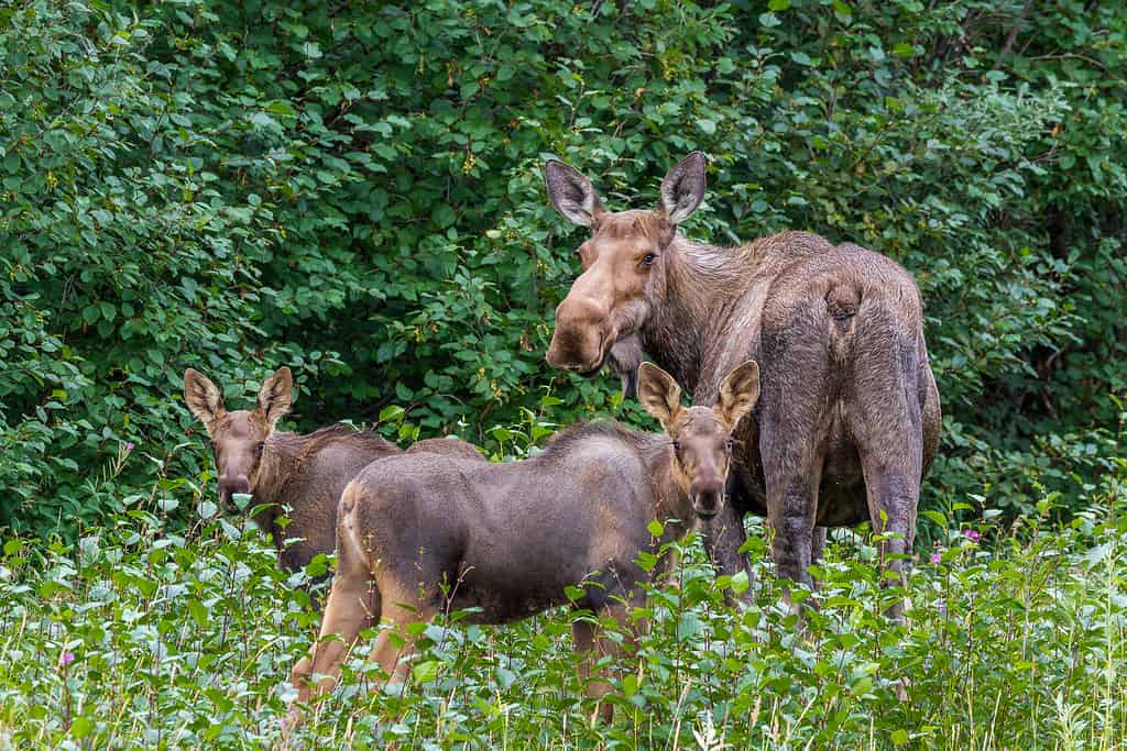 Alce gigante dell'Alaska