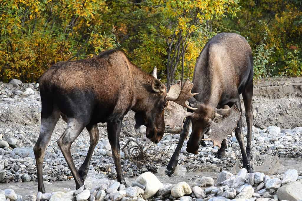Alce toro dell'Alaska