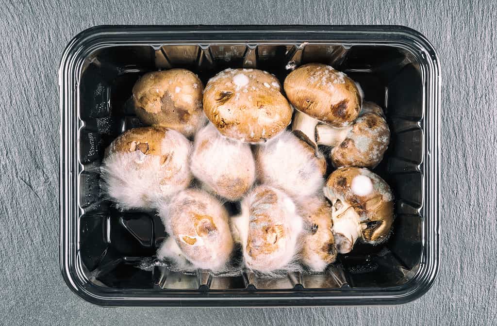 Vecchi champignon ammuffiti Agaricus bisporus