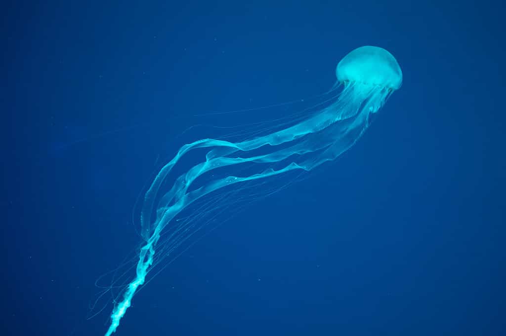 La medusa scatola vincerebbe un combattimento contro un'anguilla elettrica