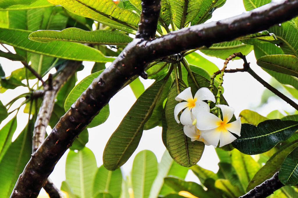 Sacuanjoche, il fiore nazionale del Nicaragua