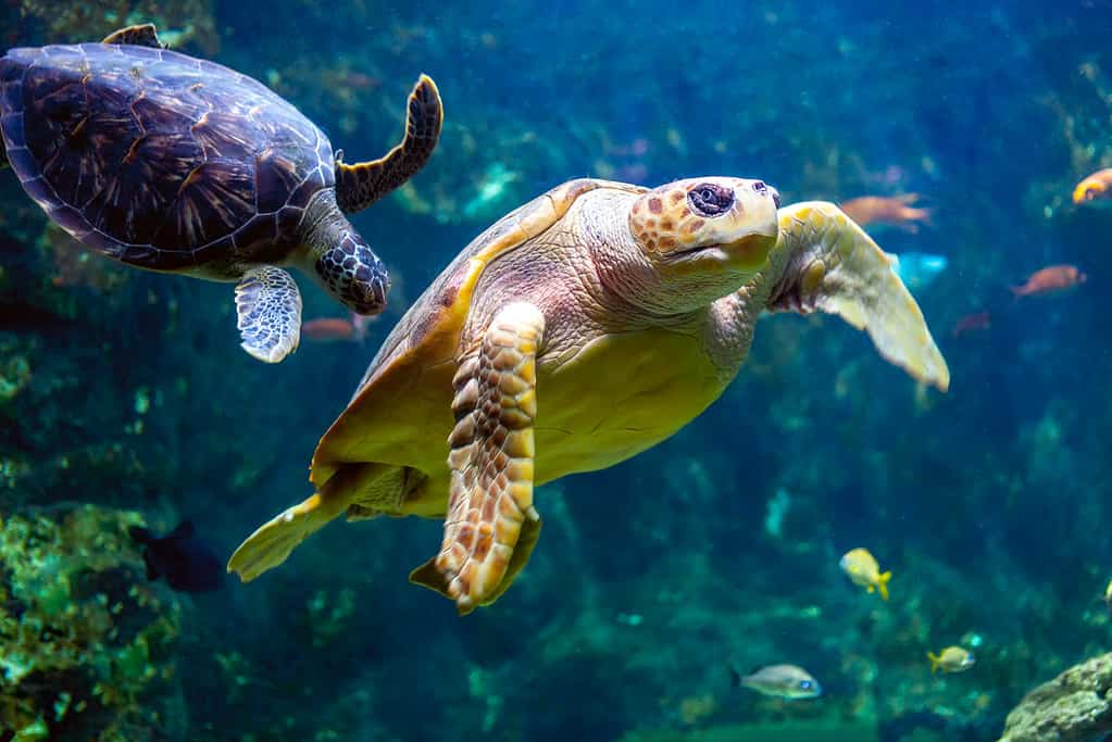 Tartaruga marina vista all'Aquarium de la Guadeloupe - Le Gosier