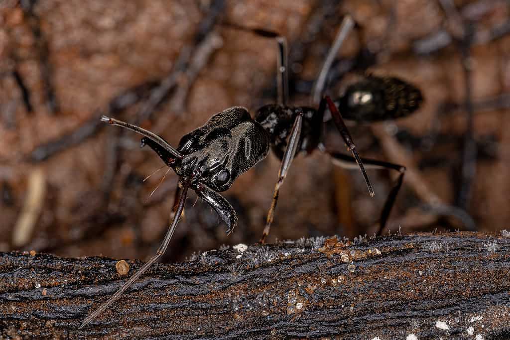 Formica dalla mascella trappola