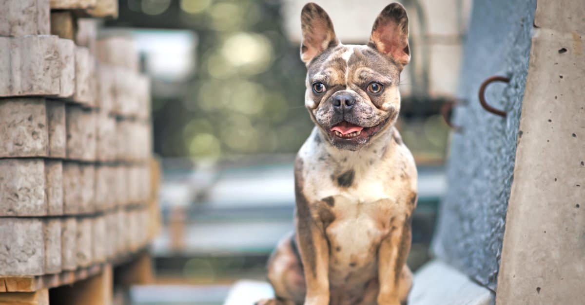 merle Bulldog francese seduto su una sedia con la lingua fuori