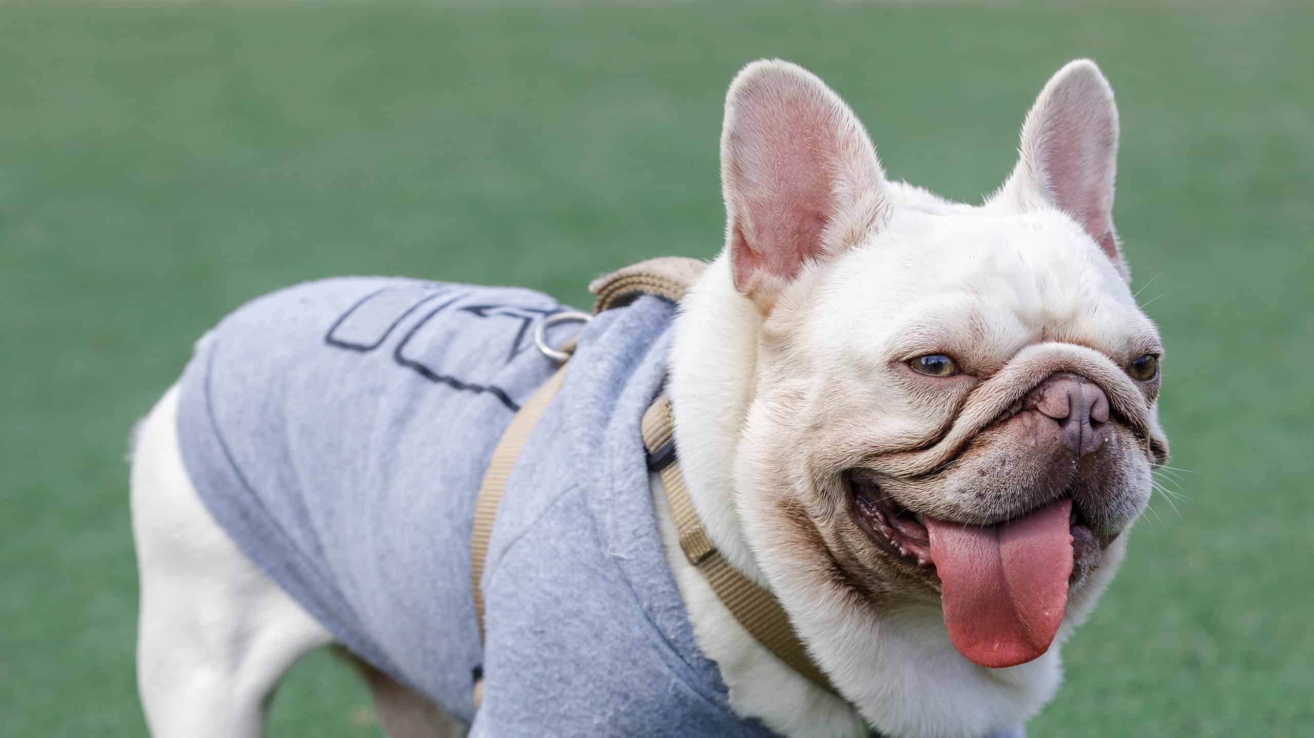 Bulldog francese platino