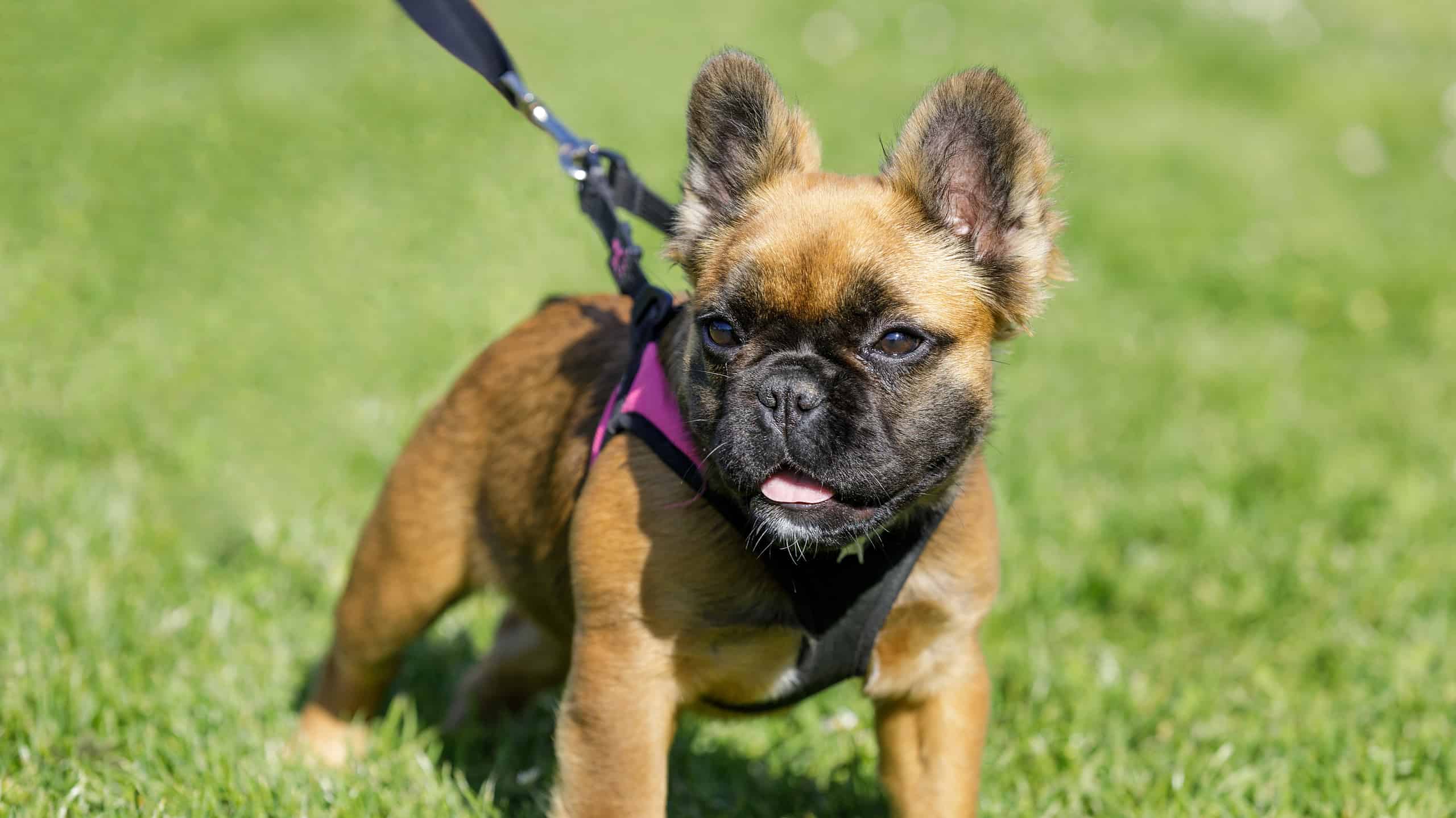 Cucciolo di bulldog francese a pelo lungo