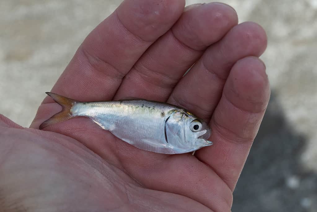 Un menhaden del Golfo catturato in una rete a circuizione a Galveston, in Texas
