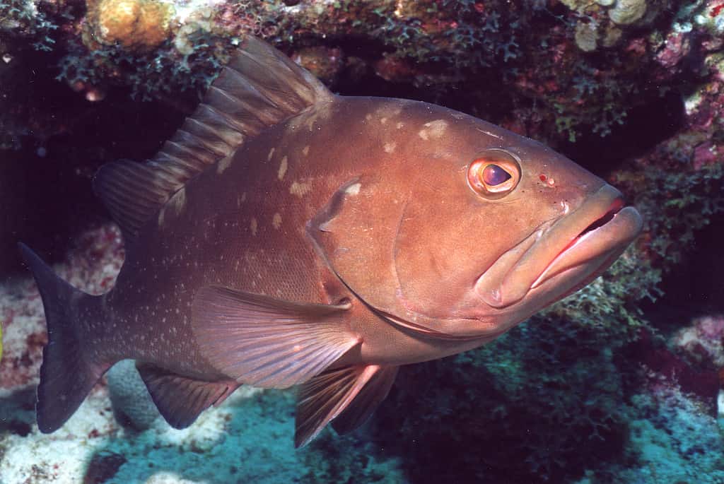 Cernia rossa sulla barriera corallina in Dry Tortugas, Golfo del Messico