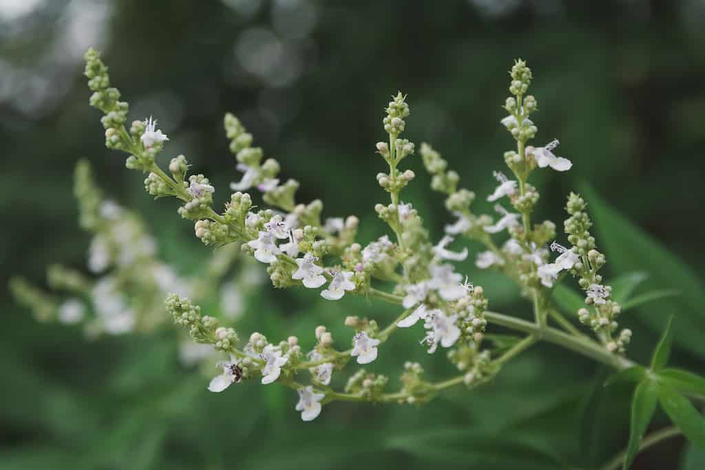 Agnocasto a cinque foglie, casto cinese, ligustro indiano, castagno di Negundo (Vitex negundo) nell'orto e nell'orto
