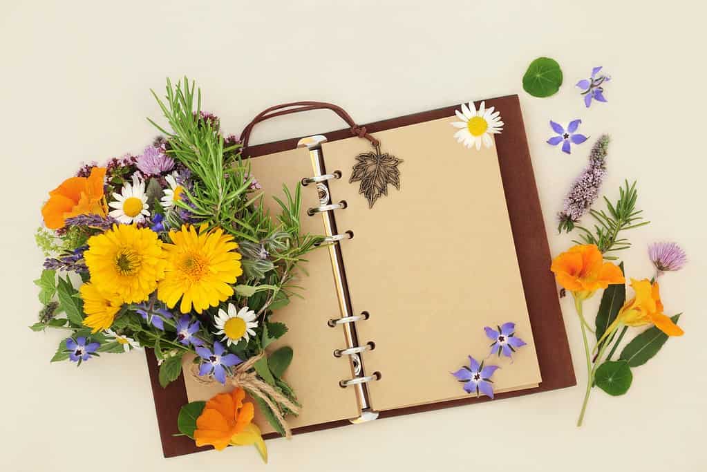 Vecchio taccuino in pelle con pagine vuote aperte per pianificatore di giardini o studio della natura botanica con erbe e fiori utilizzati in rimedi vegetali alternativi naturali.  Posa piatta, su crema, copia spazio.