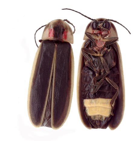 Photinus carolinus, una specie di lucciola sincrona