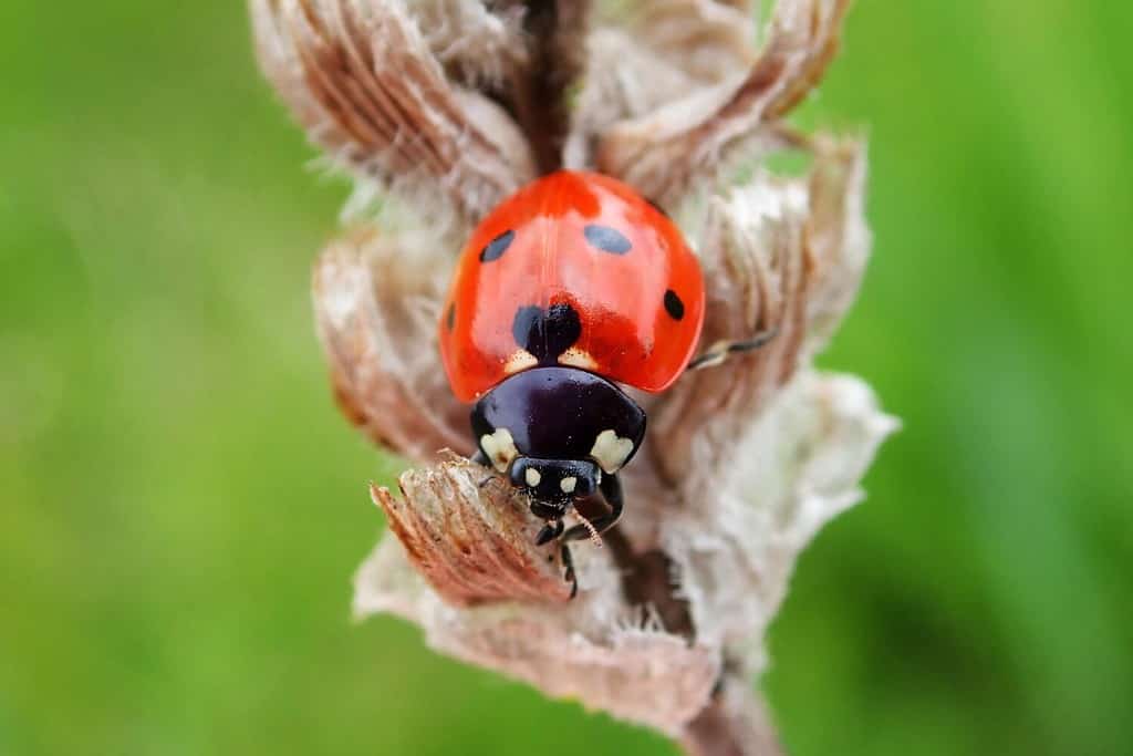 Coccinella dai sette punti - Coccinella septempunctata