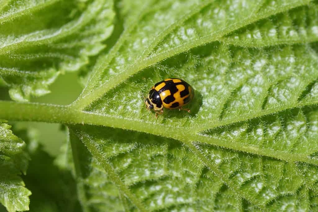Lady Beetle a quattordici macchie